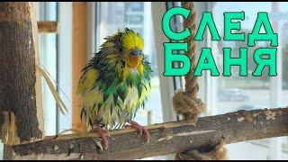 Вълнист папагал след баня, Талисман, рядка МУТАЦИЯ, Budgie parrot after bath, Parrots bath,wet