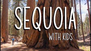 Sequoia with Kids: Walking Among Giants