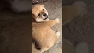 This puppy is so fierce  when provoked. A beautiful moment #7017 - #short,#dog