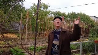 Принципы формирования кустов винограда для выращивания на беседке