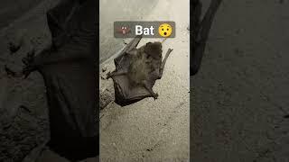  Bat #horror #viral #trend