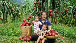 Harvest dragon fruit with your children to sell at the market - Cook with your children