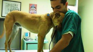 When your dog found comfort in the vet's embrace  Funniest Dog Reaction