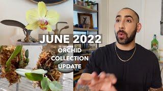 June 2022 Orchid Collection Update