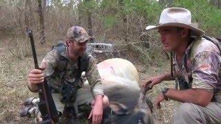 Hunting Tales - Beyond The Divide, Scrub Bulls