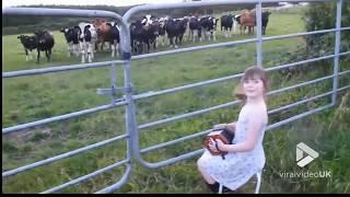 Little girl serenades herd of cows