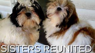 Shih Tzu Puppy Mikki REUNITED with her SISTER Weena