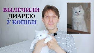 КАК МЫ ВЫЛЕЧИЛИ ПОНОС У КОШКИ / Корм SAVARRA / Чем кормить котенка при диарее