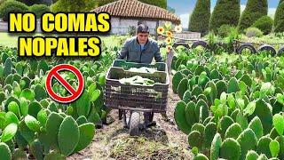 Lo Que Debes de Saber Sobre Los NOPALES