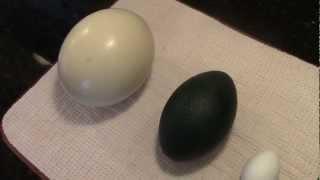 Dave's Exotic Foods - Unboxing: Emu and Ostrich Egg