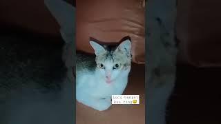 Kucing lucu bikin ngakak