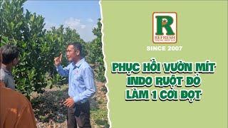 Phục hồi vườn mít Indo ruột đỏ và làm 1 cơi đọt