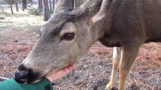 Getting to know my local Deer in the Yard - ASMR