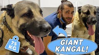 DEV KANGAL KÖPEĞİ! (75 KG!) #TheVet