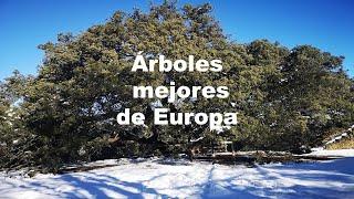 Árbol Europeo del Año 2021: La carrasca milenaria de Lecina, España.