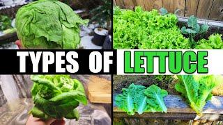 The 4 Types Of Lettuce - Garden Quickie Episode 121