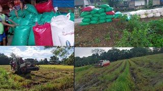 Harvesting of Rice in Province | D'Hunter | Life in Province