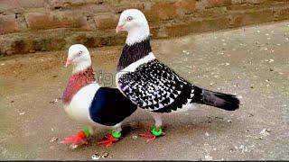 Best Fancy Pigeon Farm: Unique Fancy Pigeon Breeds & Names | Fancy Pigeon Video