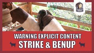 Westsidefarm | Strike and BenUp