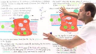 Q-Cycle and Complex III of Electron Transport Chain