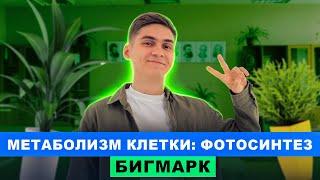 Метаболизм клетки: Фотосинтез | Интенсив БигМарк | Марк Ламарк