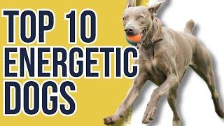 TOP 10 MOST ENERGETIC DOG BREEDS THAT WILL KEEP YOU RUNNING