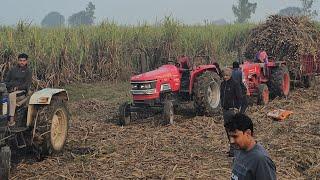 आज खेत में ही फँस गई गन्ने से भरी ट्रॉली तीन ट्रक्टरों से निकली आज हो गया फ़जीता।