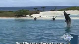 Jumping Dolphins in Super Slow Motion