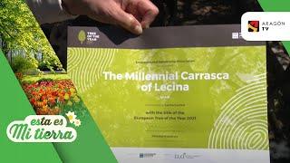 La Carrasca de Lecina recibe su diploma como Árbol Europeo de 2021