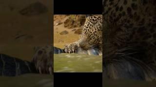 Jaguar vs crocodile #nature #shortsfeed #shortvideo