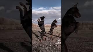 Doberman dog edits || TikTok Compilation