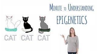 What is epigenetics?