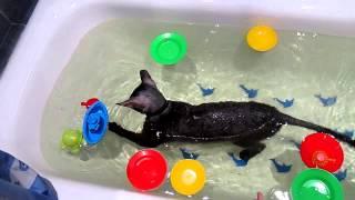 Кот Денни купается в ванне