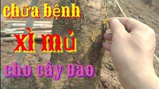 cách chữa bệnh xì mủ ở cây đào, trồng và chăm sóc đào, bệnh xì mủ trên cây đào cách phòng