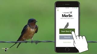 Explore Merlin Bird ID App - eBird Essentials