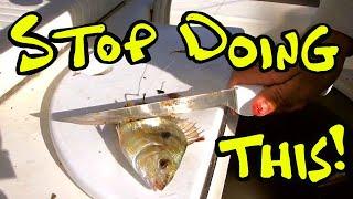 How to use Pinfish for Bait - MY SECRET to Catching More Red Fish, Snook, Tarpon, and More!!!