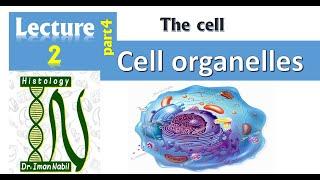 2d-Cell organelles part4-Mitochondria and peroxisome-Cell-Histology