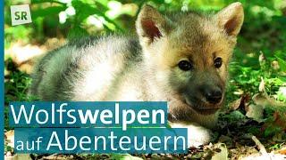 Die neue Polarwolf-Familie - Großer Erfolg im "Wolfspark Werner Freund" in Merzig im Saarland