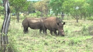 Rhino poaching