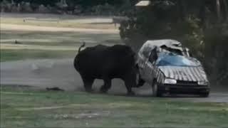 Rhino attacks car at safari park (Germany) - ITV News - 28th August 2019