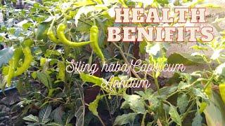 Siling haba/Capsicum Annuum Health Benifits 