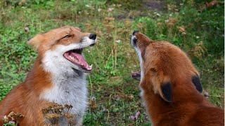 Have you heard foxes laugh?