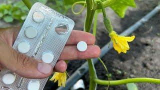 Bury a couple of tablets under Cucumbers and they will instantly turn green and bear fruit