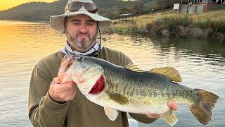 This Dam is FULL of GIANT BASS and it’s on FIRE NOW!