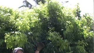 A09 Pruning a lychee tree