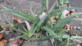 Aloe Vera Plant VS Winter | Jason Asselin