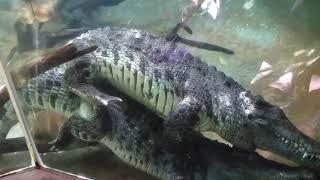 Crocodiles mating #shortvideo #nature