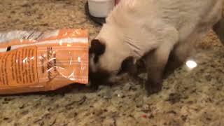 Siamese eats Popcorn