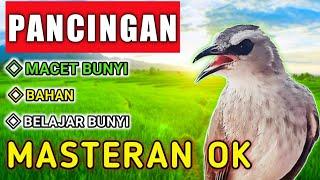 Suara TRUCUKAN GACOR untuk MASTERAN dan PANCINGAN