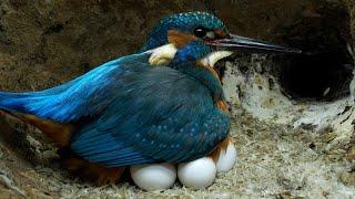 Male Kingfisher Incubates 7 Eggs | Discover Wildlife | Robert E Fuller